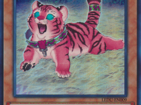 Amazoness Baby Tiger [LEDU-EN009] Ultra Rare For Discount